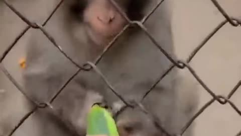 Angry monkey __ funny monkey video __ #shorts