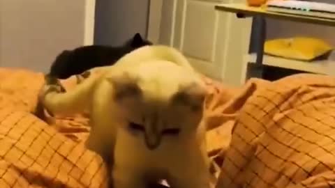 Cat funny video