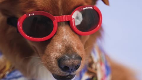 Dog with red sunglasses