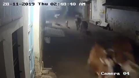 Brave Dog Herds Cows Away from Reaming Lion in the Streets
