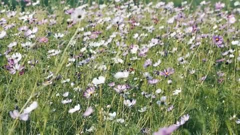 Natural beauty fresh and lovely purple wildflowers ant plants real video