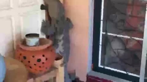 Monster Lizard Tries To Get In House
