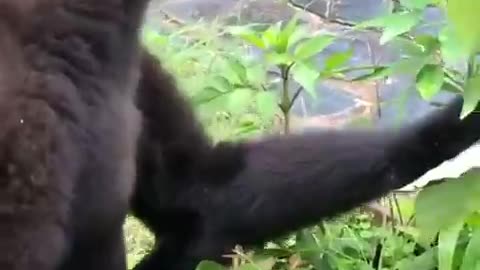 Sound on! What do you think this gibbon is shouting about?