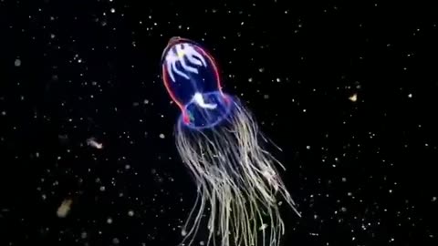 Extremely Rare Bioluminescent Jellyfish