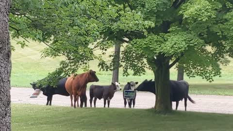 Ashley Arnold leading her cattle back home Sunday morning 17 July 2022 - Lenawee County, Michigan