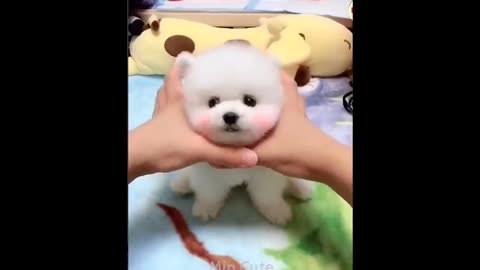 Funny and Cute Puppy Videos | Cute Pomeranian Dogs