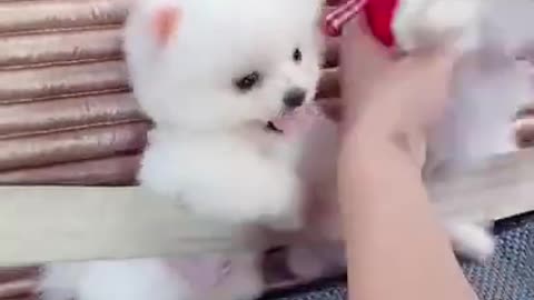 Mini Cute Pomeranian Boo Dogs Funny Tiktok Videos 2022