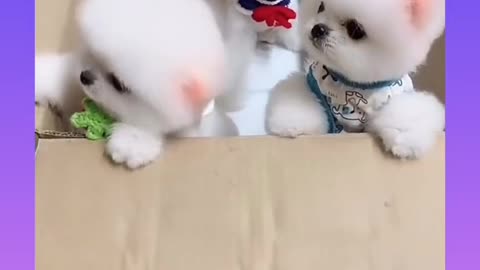 Cute little puppies