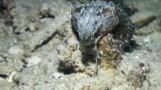 Little Cuttlefish predation scene