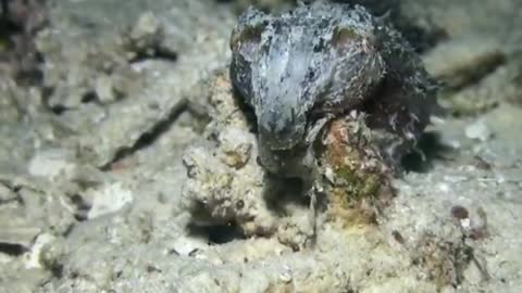 Little Cuttlefish predation scene