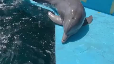 dolphin#play#weee