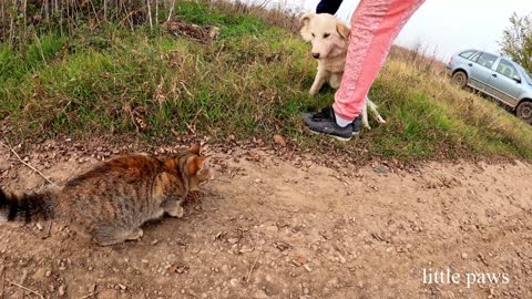 Meeting a friendly labdrador called "ursu" (the bear)