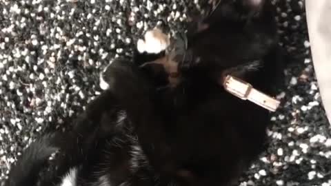 Cat licking his two Legs in the same Time