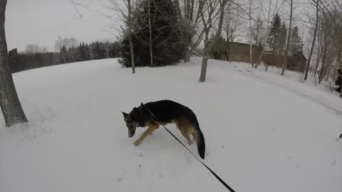 Happy German Shepherd Loves Playing In The Snow