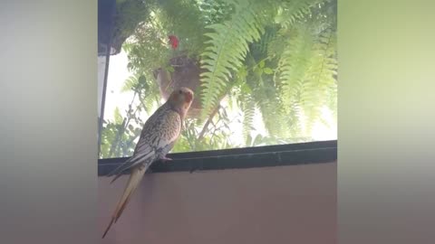 Cockatiel reproducing car alarm