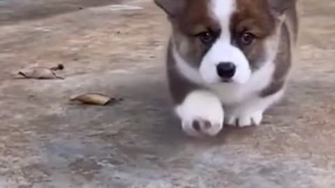 Is he a corgi, or another breed of pet dog? Its feet are so short