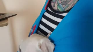 Content Puppy Snores in Makeshift Sling