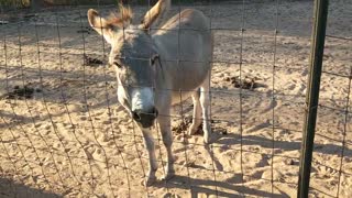 Billy Goat Scout Loves Mini-Donkey Babydoll