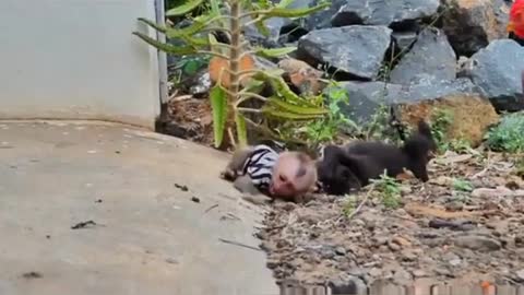 monkey harassed by puppy.🤦‍♂️🤦‍♂️ Fully enjoyment😅😅😅