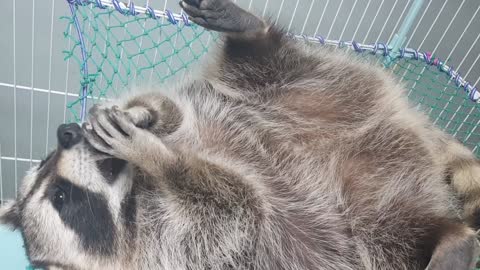 Raccoon lies down and eats dried sweet potatoes.