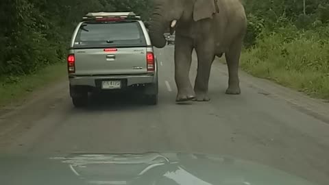 Elephant Searches For Food, Finds It In This Moving Truck