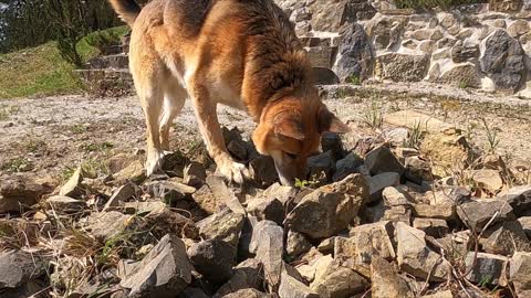 A German Sheperd Dog Smelling On Over A Pile Of Rocks. 🐕 Shepherd👃 on Pile of Rocks