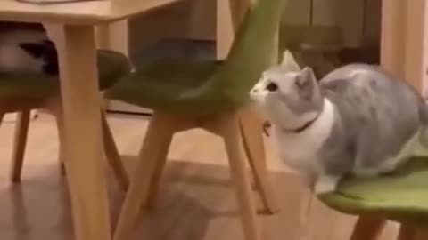 cute cat behavior