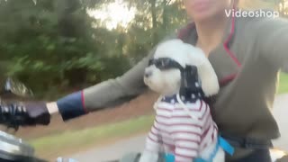 Dog Riding motorcycle for Freedom