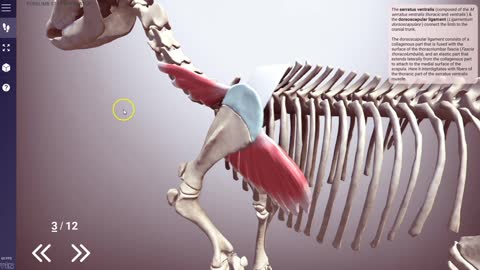 Equine stay apparatus (forelimb) - 3D Veterinary Anatomy & Learning IVALA