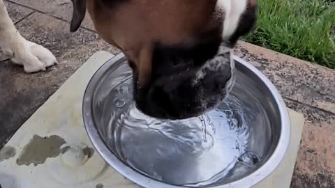 Ivan the terrible drinks water in slow motion