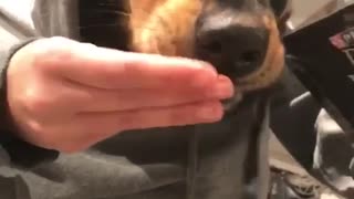 Black dog eats dog treats in hoodie with human hands