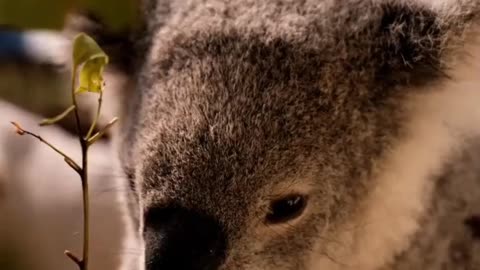 Beautiful Koala Eating Grass | New Animal Video