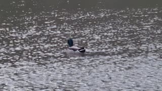 Nice Mallard Duck On A Pond In Wales.