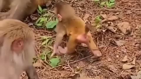 Cute baby monkey