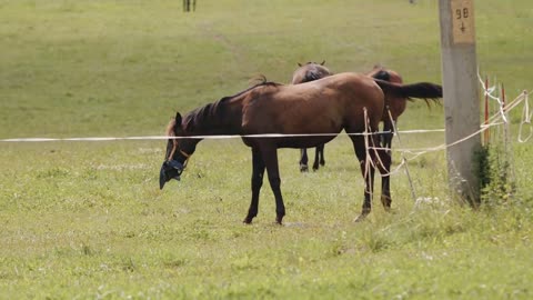 Beautiful brown horses graze and eat grass in the fenced areas of the ranch and ward