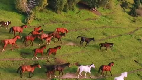 Horses lovers must watch this