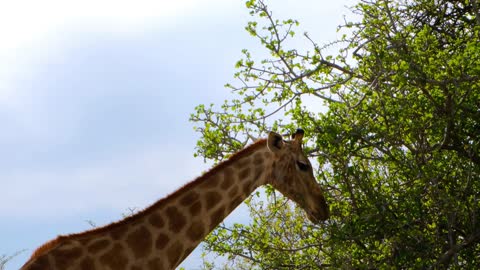 A Giraffe Eating Leaves On Tall Trees