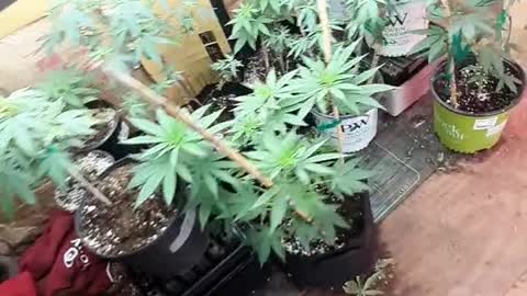 Growing marijuana vegging room vegging cycle