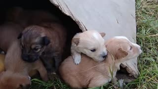 Cute puppies will melt your heart