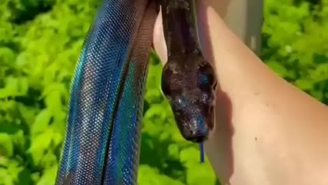 Snake friendship with girl