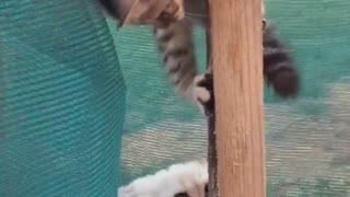 Brown and white kittens climb wooden fence post