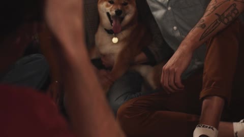 Christmas Dog makes people happy