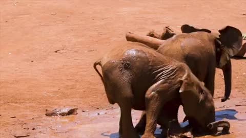 Funny Baby Elephants Playing In The Mud