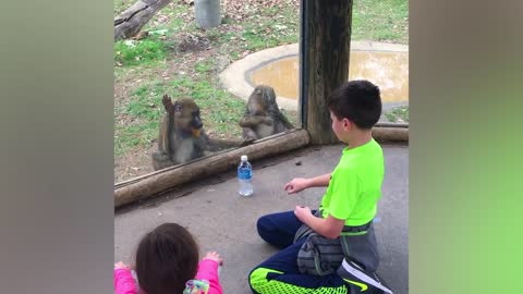 TRY NOT TO LAUGH/ comedy Babies At The Zoo