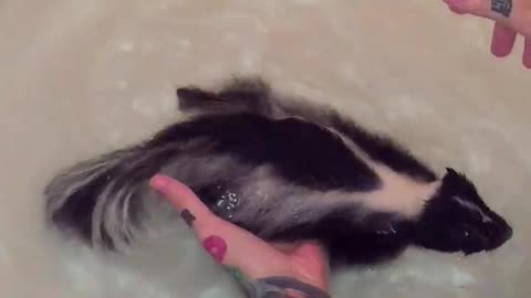 Baby Skunk Is Having A Blast Swimming In The Bathtub