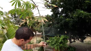 Cassava aka yuca grown in container