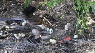 The hen and her young children take a lovely walk