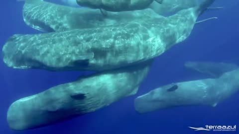 The Sound of Sperm Whales