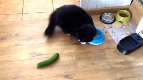 cats vs cucumber kkkk