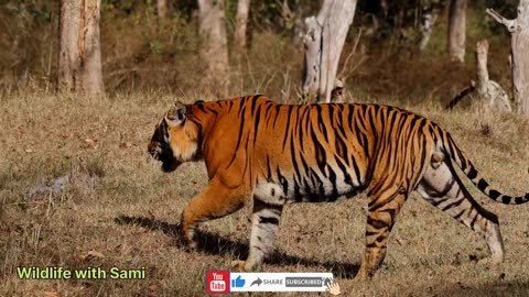 Trishula Male Tiger l Bandipur Tiger safari l wildlife with Sami l Tiger sighting
